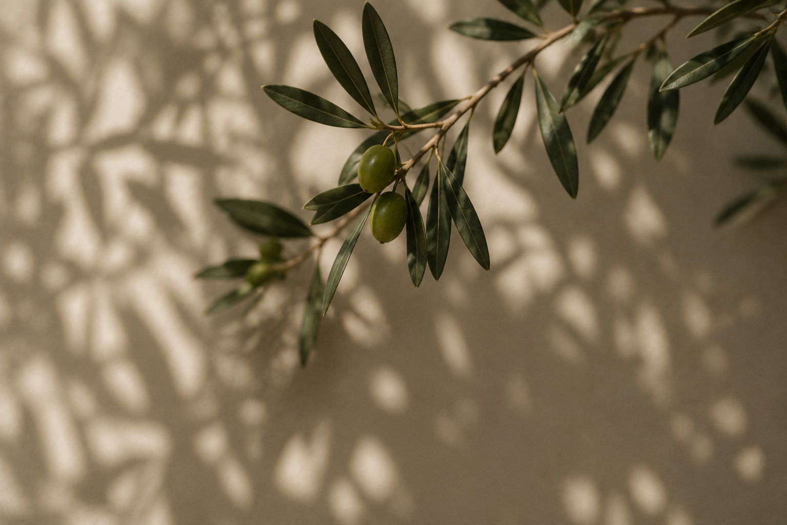 Rama de olivo con aceitunas y sombras sobre un muro claro